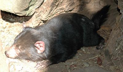 Tasmanian Devil