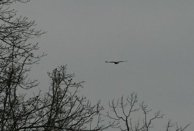 possibly the female Bald Eagle