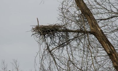 possible Eagle nest