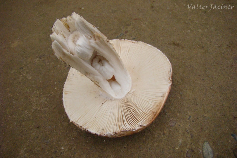 Silarca // Mushroom (Amanita ponderosa)