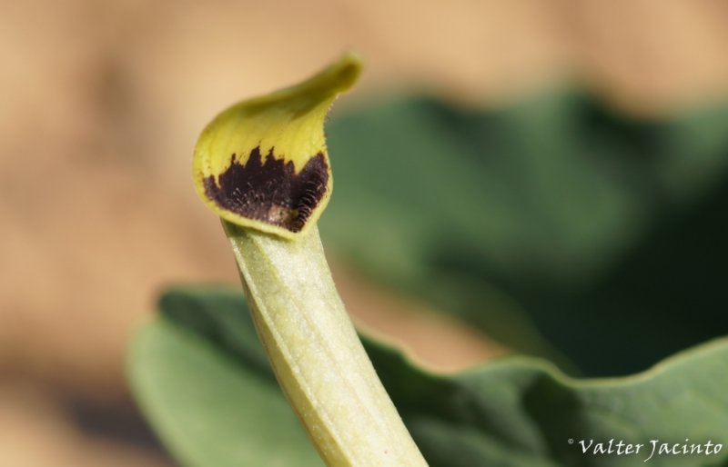 Erva-bicha // Green-flowered Birthworth (Aristolochia paucinervis)