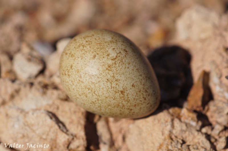 Ovo de Perdiz-comum // Egg of Red-Legged Partridge (Alectoris rufa subsp. hispanica)