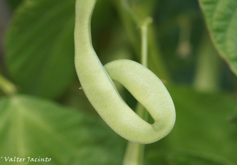 Feijão Verde // Green Bean (Phaseolus vulgaris)