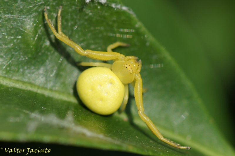 Aranha-caranguejeira // Crab Spider (Misumena vatia)