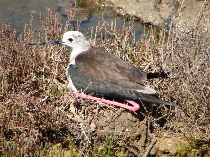 Ninho de Pernilongo // Nest of Black-winged Stilt (Himantopus himantopus)