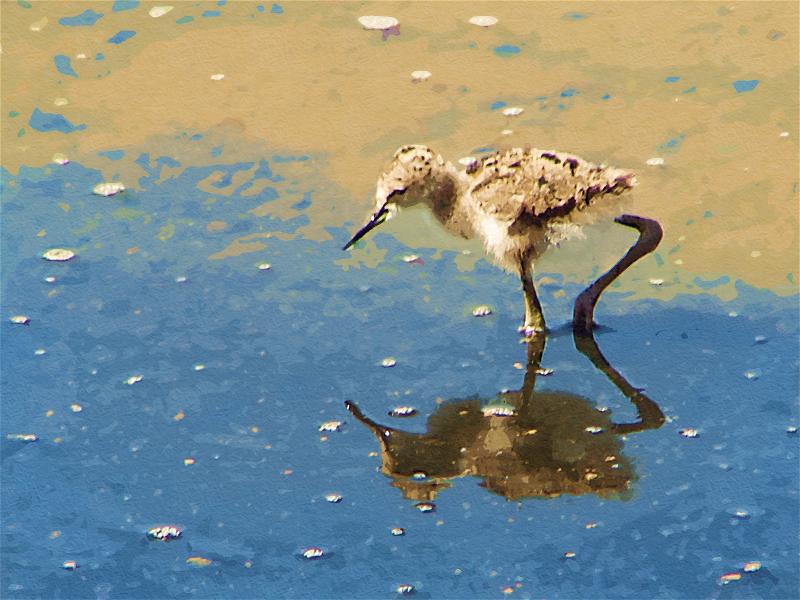 A young Black-winged Stilt