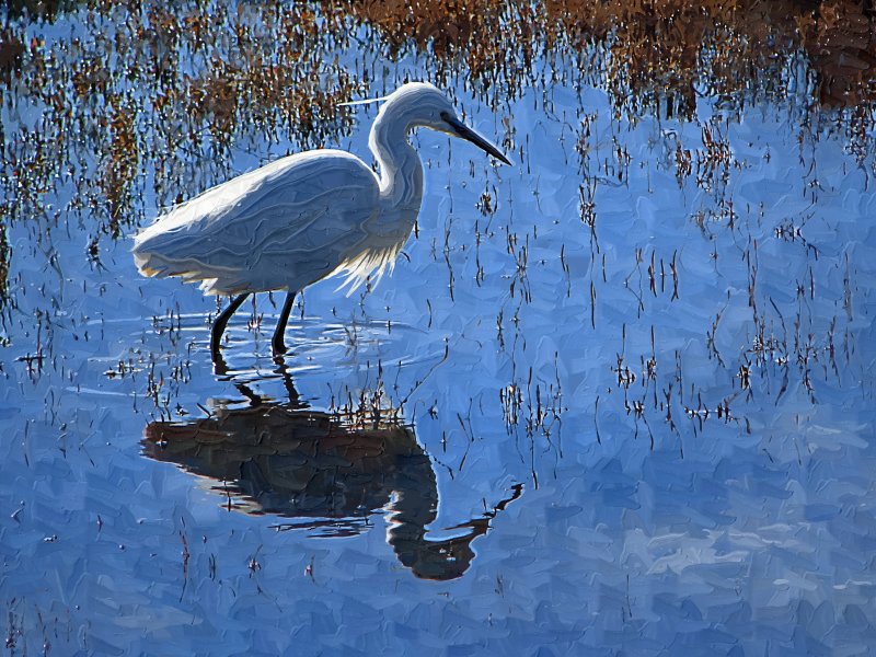 Little Egret in Ria Formosa, Faro