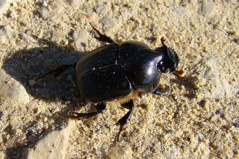 Escaravelho // Beetle (Bubas bison)