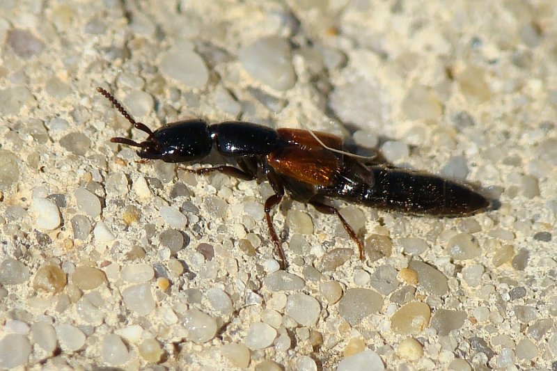 Escaravelho // Rove Beetle (Megalinus glabratus)