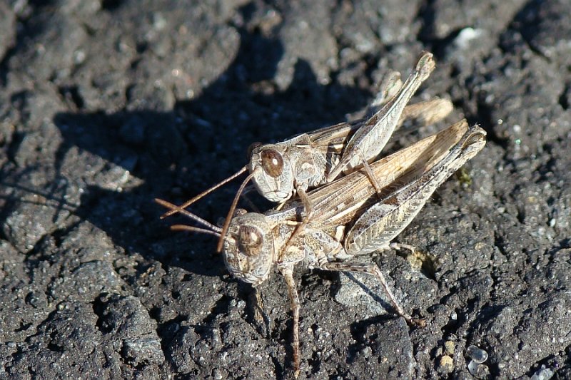 Gafanhotos acasalando // Grasshoppers mating (Dociostaurus jagoi occidentalis)