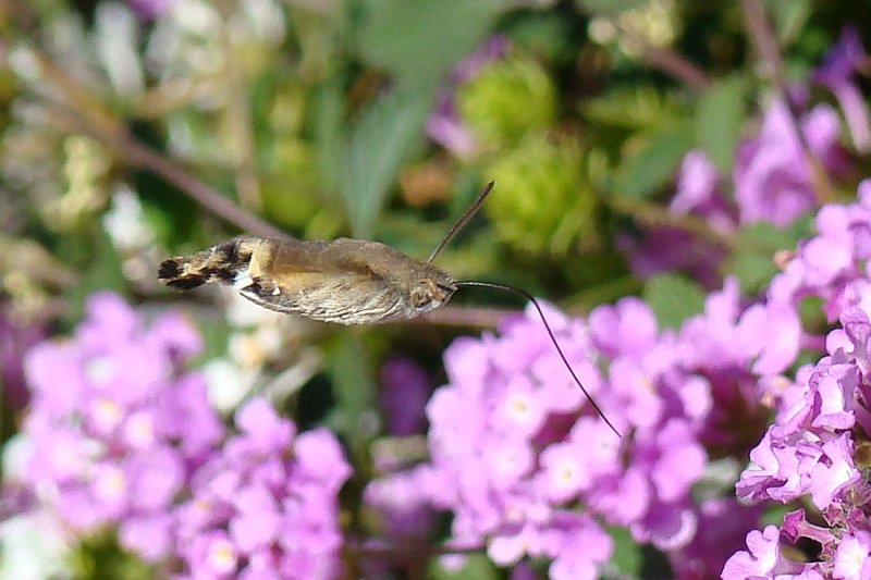 Mariposa-beija-flor // Hummingbird Hawk-moth (Macroglossum stellatarum)