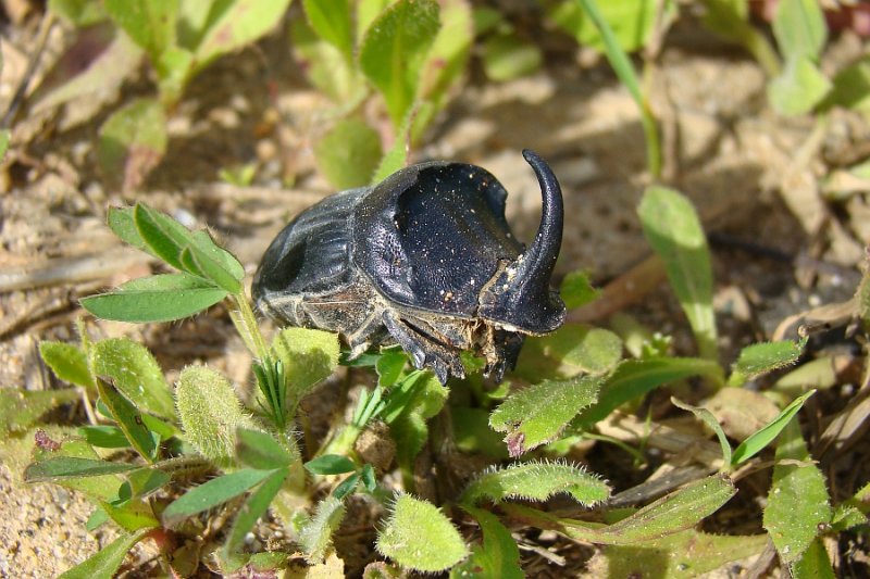 Escaravelho // Beetle (Copris hispanus)