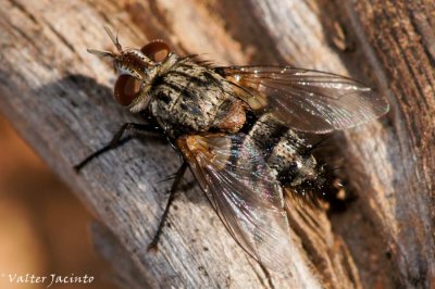 Mosca da famlia Tachinidae // Tachnid Fly (Chetogena acuminata), male