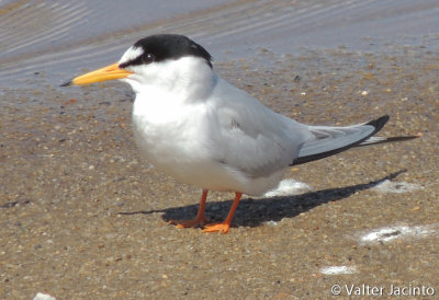 Little Tern (Sternula albifrons)