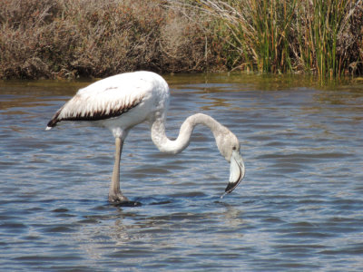 Flamingo // Greater Flamingo (Phoenicopterus roseus)