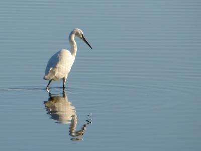 Gara-branca-pequena // Little Egret (Egretta garzetta subsp. garzetta)