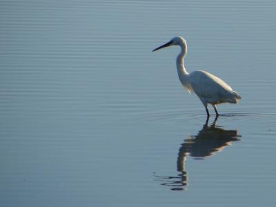 Gara-branca-pequena // Little Egret (Egretta garzetta subsp. garzetta)