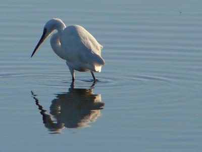 Gara-branca-pequena // Little Egret (Egretta garzetta subsp. garzetta)