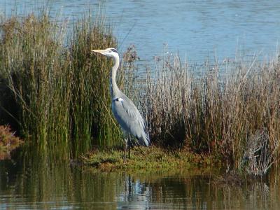 Gara-real // Grey Heron (Ardea cinerea)