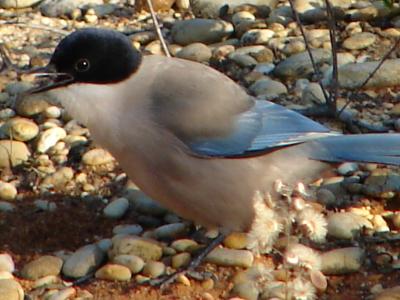 Pega-azul ou Charneco // Iberian Azure-winged Magpie (Cyanopica cooki)