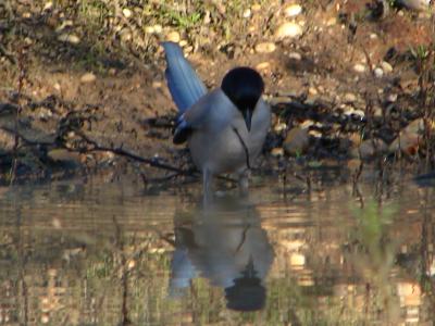 Pega-azul ou Charneco // Iberian Azure-winged Magpie (Cyanopica cooki)