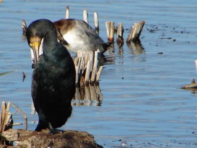 Corvo-marinho // Cormorant (Phalacrocorax carbo)