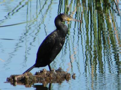 Corvo-marinho // Cormorant (Phalacrocorax carbo)