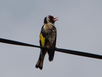 Pintassilgo // European Goldfinch (Carduell