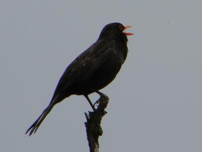 Melro // Blackbird (Turdus merula)