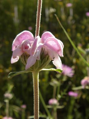 Marioila /|\ Dusky Pink Flowered (Phlomis purpurea)