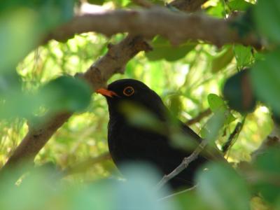 Melro // Blackbird (Turdus merula)