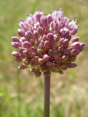 Porro-bravo (Allium ampeloprasum)