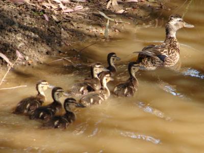 Pato-real // Mallard (Anas platyrhynchos), female