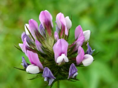 Trevo-betuminoso (Psoralea bituminosa)