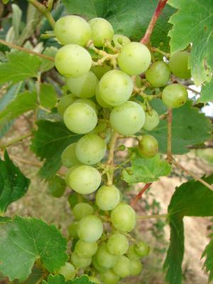 Cacho de Uvas /|\ Cluster of Grapes (Vitis sp.)
