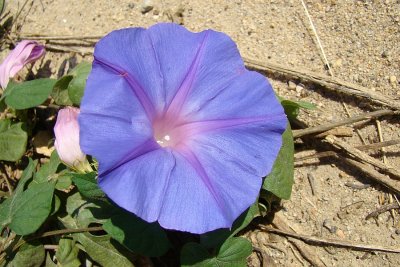 Bons-dias ou Campainhas (Ipomoea acuminata) // Blue Dawn Flower