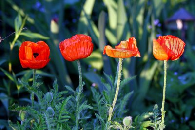 Poppies.jpg