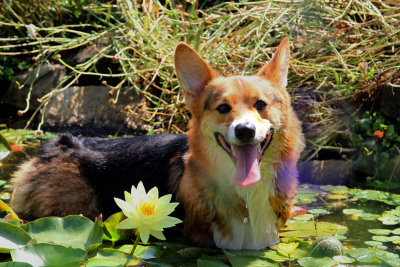 wet dog.jpg