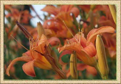 Daylillies