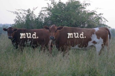 Yes, the cows got T-shirts & you didn't