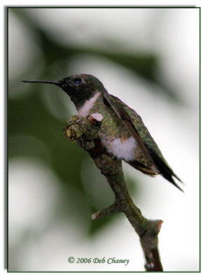 Hummer in a pear tree