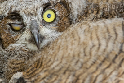 Horned Owl