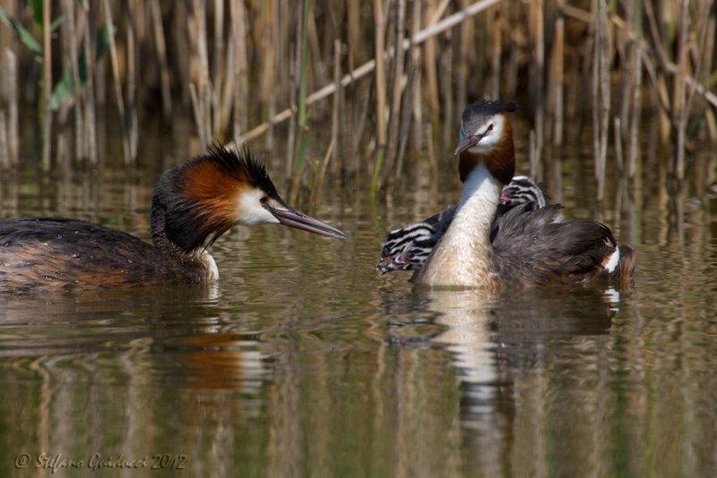 Svasso maggiore (Podiceps crestatus)