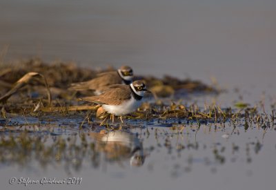 Corriere piccolo (Charadrius dubius)