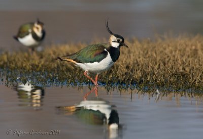 Pavoncella (Vanellus vanellus)