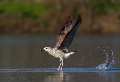 Gabbiano reale (Larus michahellis)