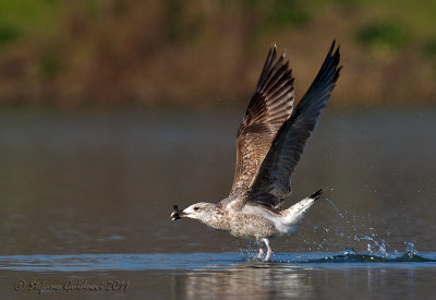 Gabbiano reale (Larus michahellis)