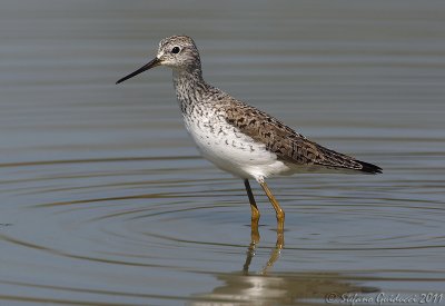 Albastrello (Tringa stagnatilis)