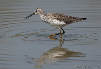 Albastrello (Tringa stagnatilis)