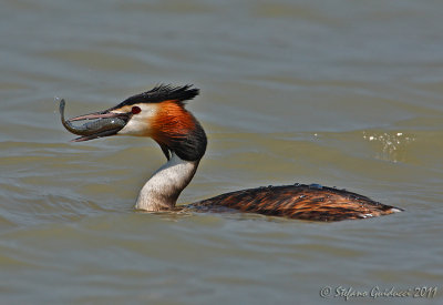 Svasso maggiore (Podiceps cristatus)